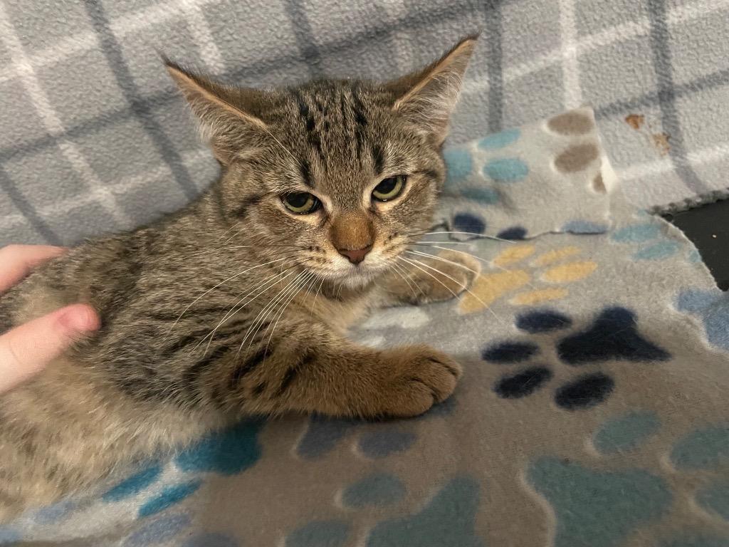 Enlarge Clyde, a Adoptable Tabby in Johnson City, TN image 3/6