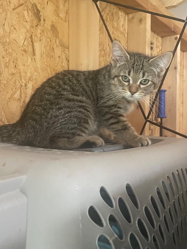 Enlarge Clyde, a Adoptable Tabby in Johnson City, TN image 4/6