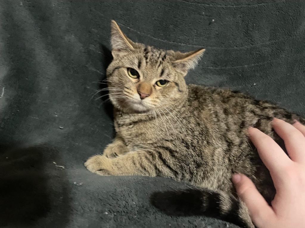 Enlarge Clyde, a Adoptable Tabby in Johnson City, TN image 5/6