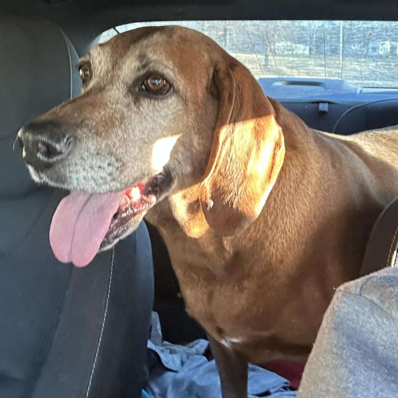 2117 Clifford, ADOPTABLE, Senior Male Redbone Coonhound.