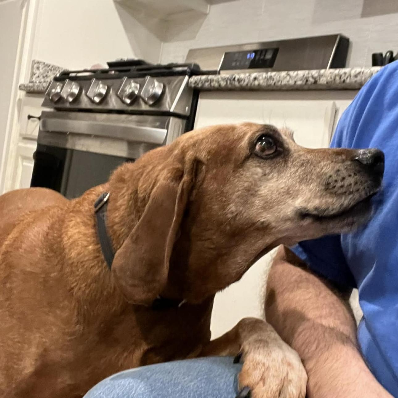 Enlarge 2117 Clifford, a ADOPTABLE mixed breed in Springfield, MO image 2/2