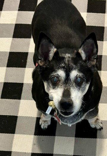 Willow (Chihuahua), Adoptable, Senior Female Chihuahua.
