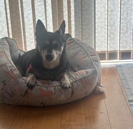 Willow (Chihuahua), Adoptable, Senior Female Chihuahua.