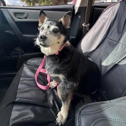 Willow (Chihuahua), a Adoptable Chihuahua in San Diego, CA image 1/3