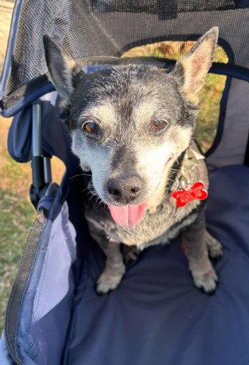 Enlarge Willow (Chihuahua), a Adoptable Chihuahua in San Diego, CA image 2/3