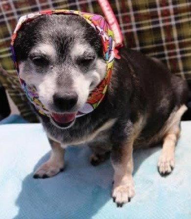 Willow (Chihuahua), a Adoptable Chihuahua in San Diego, CA image 2/3