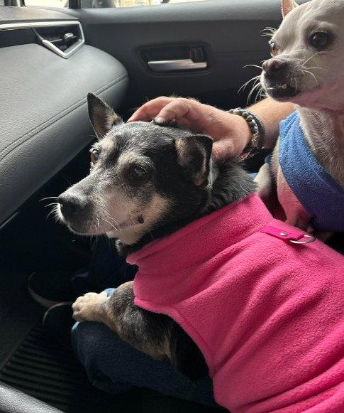 Enlarge Willow (Chihuahua), a Adoptable Chihuahua in San Diego, CA image 3/3
