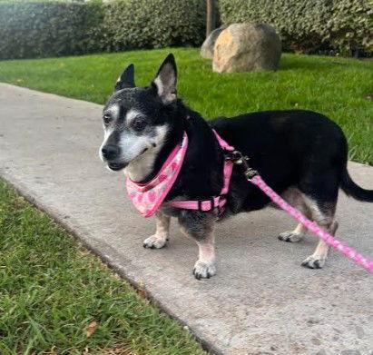 Willow (Chihuahua), a Adoptable Chihuahua in San Diego, CA image 2/3