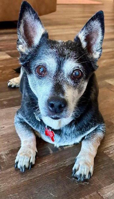 Willow (Chihuahua), a Adoptable Chihuahua in San Diego, CA image 3/3