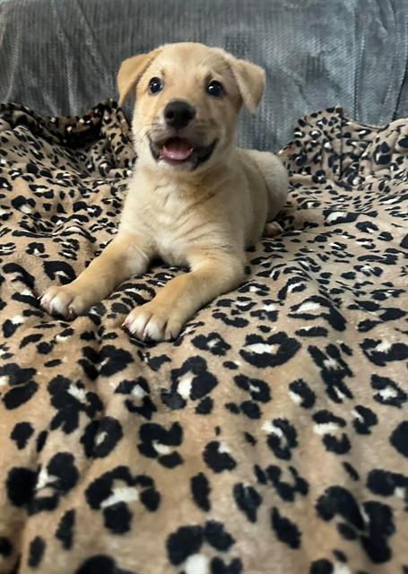 MILO, Adoptable, Puppy Male German Shepherd Dog.