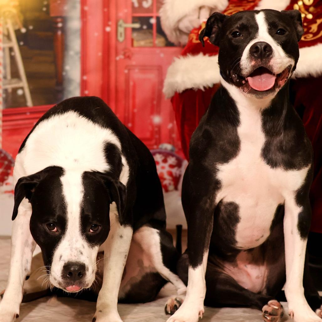 Noel, Adoptable, Adult Female Mixed Breed.