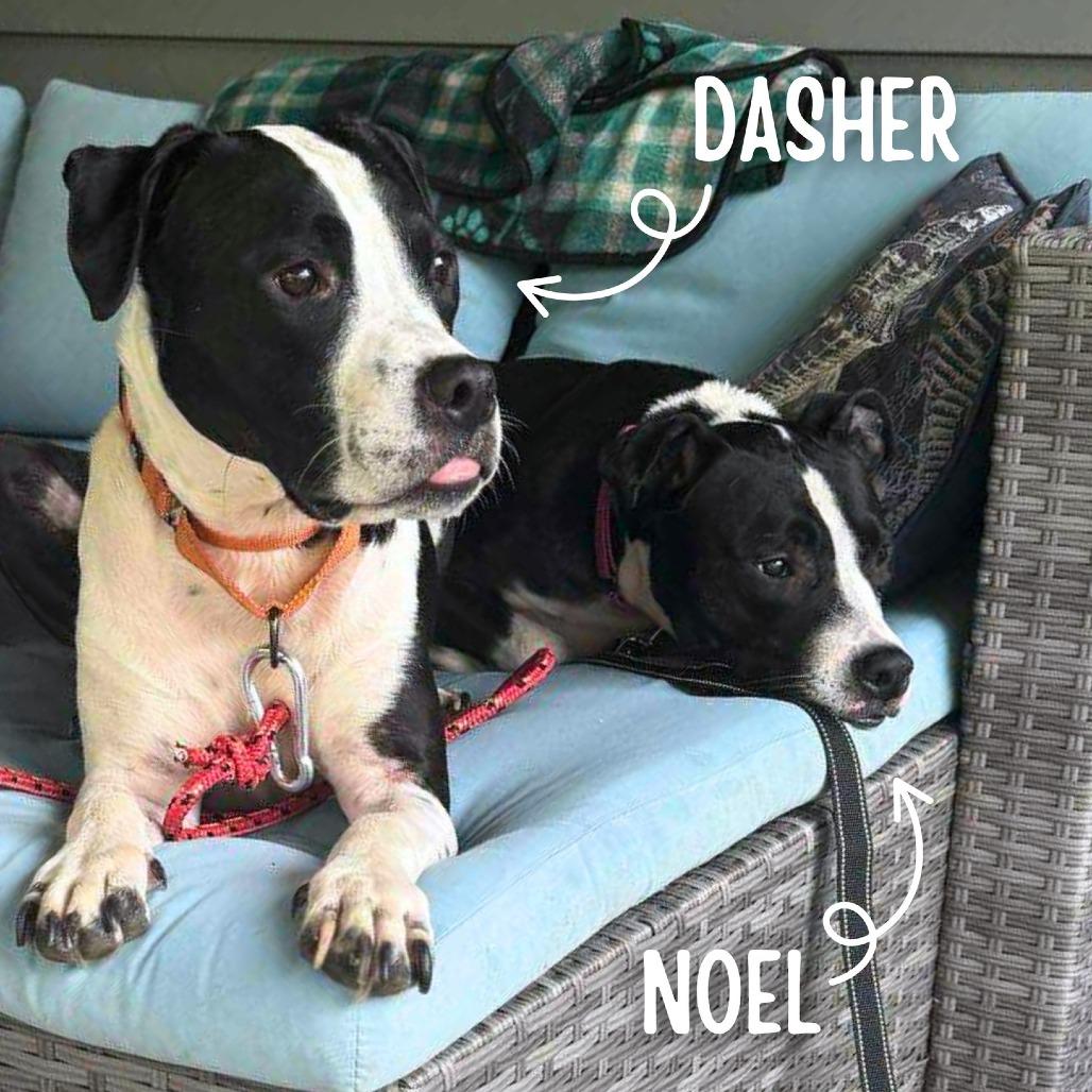 Noel, a Adoptable Mixed Breed in South Portland, ME image 2/5