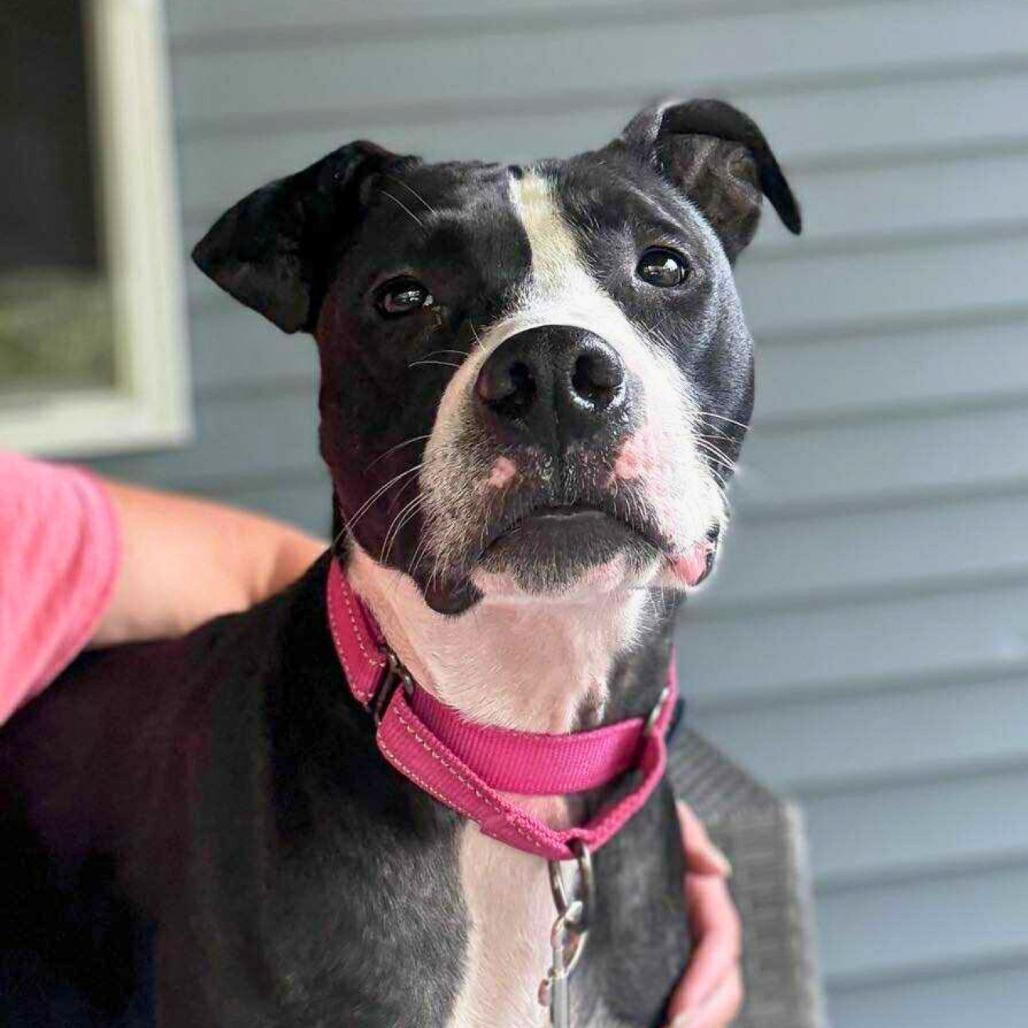 Noel, a Adoptable Mixed Breed in South Portland, ME image 3/5