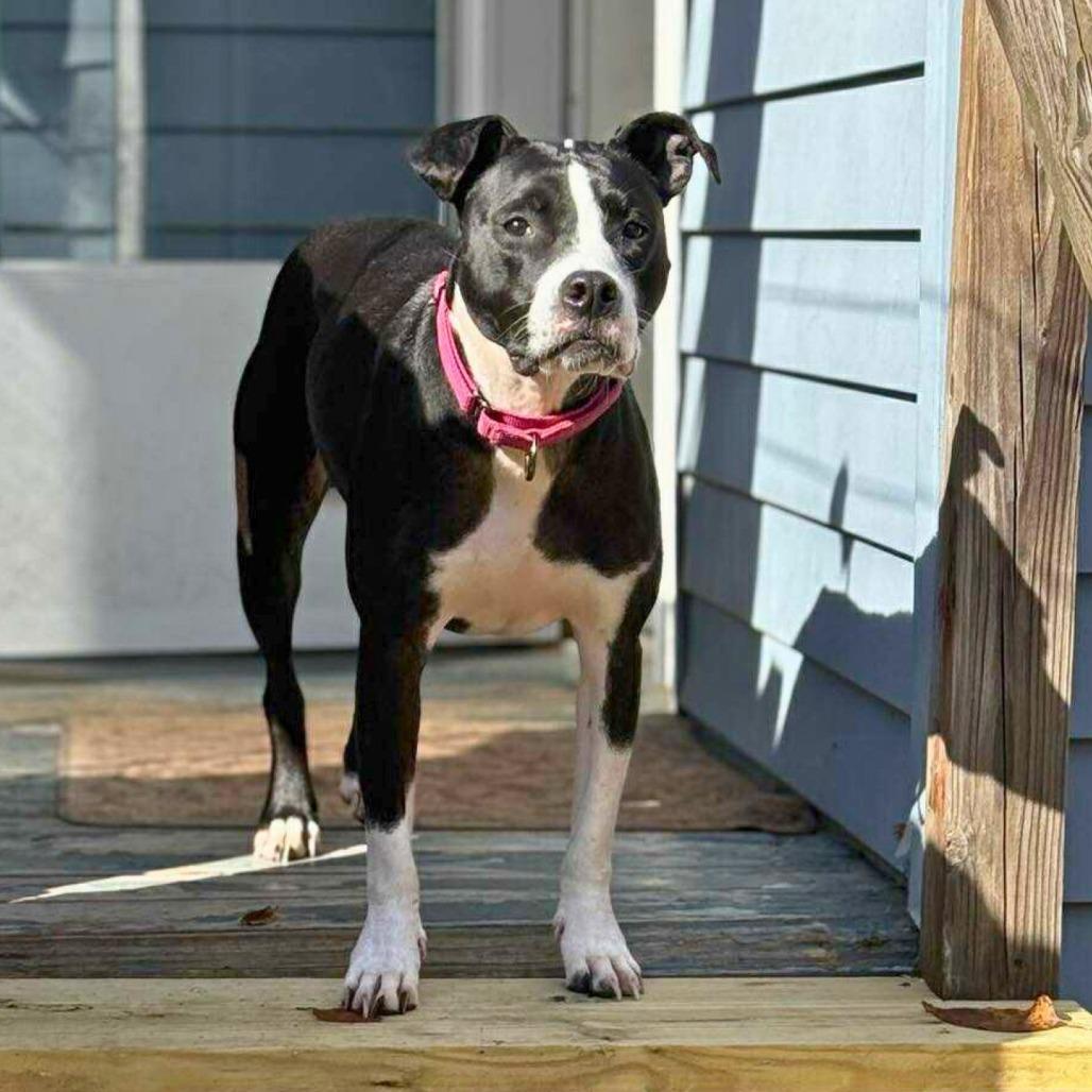 Noel, a Adoptable Mixed Breed in South Portland, ME image 5/5
