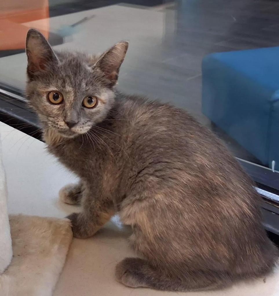 Enlarge Ash, a Adopted mixed breed in Rowlett, TX image 1/3