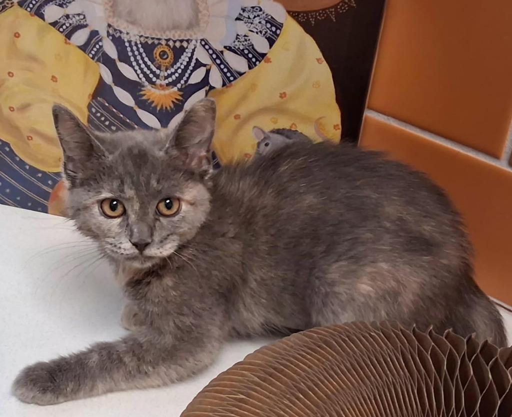 Enlarge Ash, a Adopted mixed breed in Rowlett, TX image 2/3