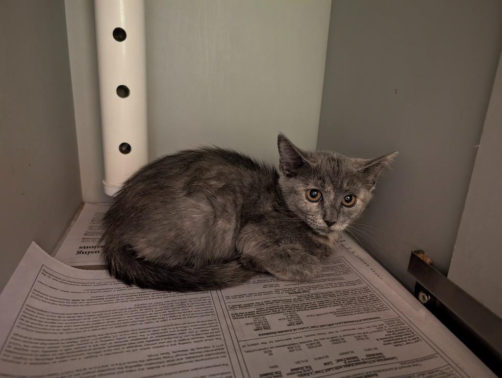 Enlarge Ash, a Adopted mixed breed in Rowlett, TX image 3/3