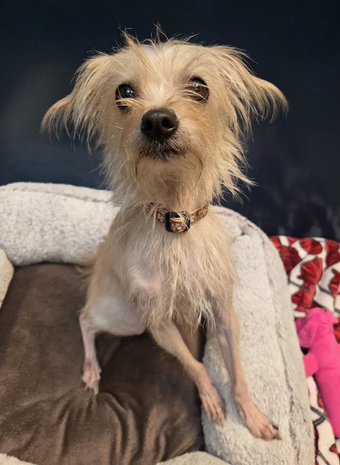 Dandelion, adopted, Adult Female Mixed Breed.