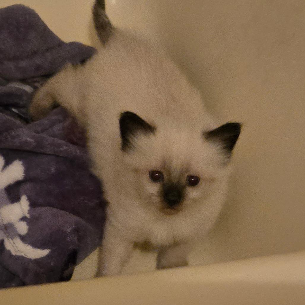 Focaccia, Adoptable, Kitten Male Domestic Short Hair.