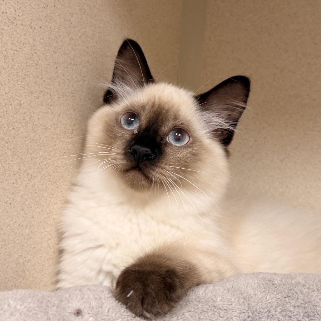 Enlarge Focaccia, a Adoptable Domestic Short Hair in Pagosa Springs, CO image 2/5