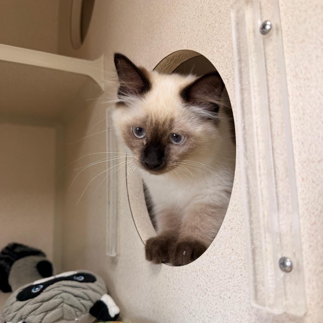 Enlarge Focaccia, a Adoptable Domestic Short Hair in Pagosa Springs, CO image 3/5