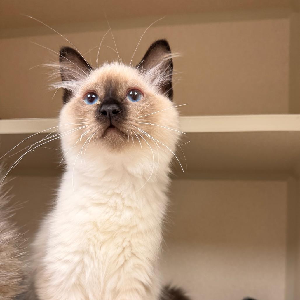 Enlarge Focaccia, a Adoptable Domestic Short Hair in Pagosa Springs, CO image 4/5
