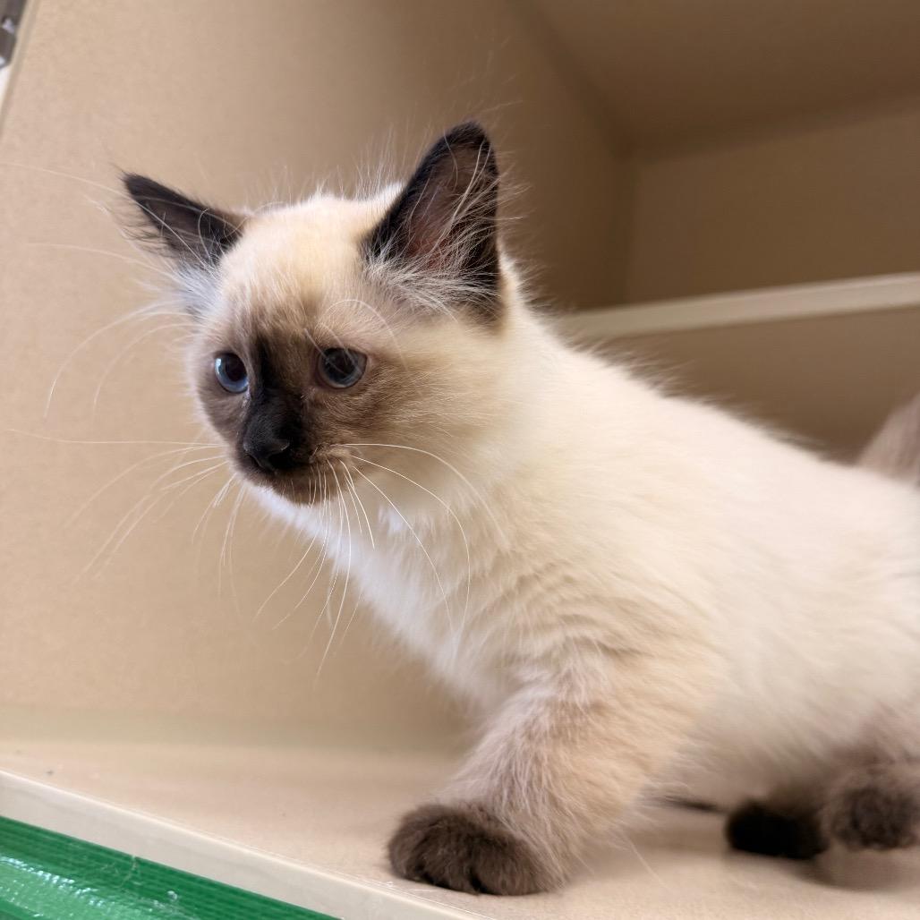 Enlarge Focaccia, a Adoptable Domestic Short Hair in Pagosa Springs, CO image 5/5