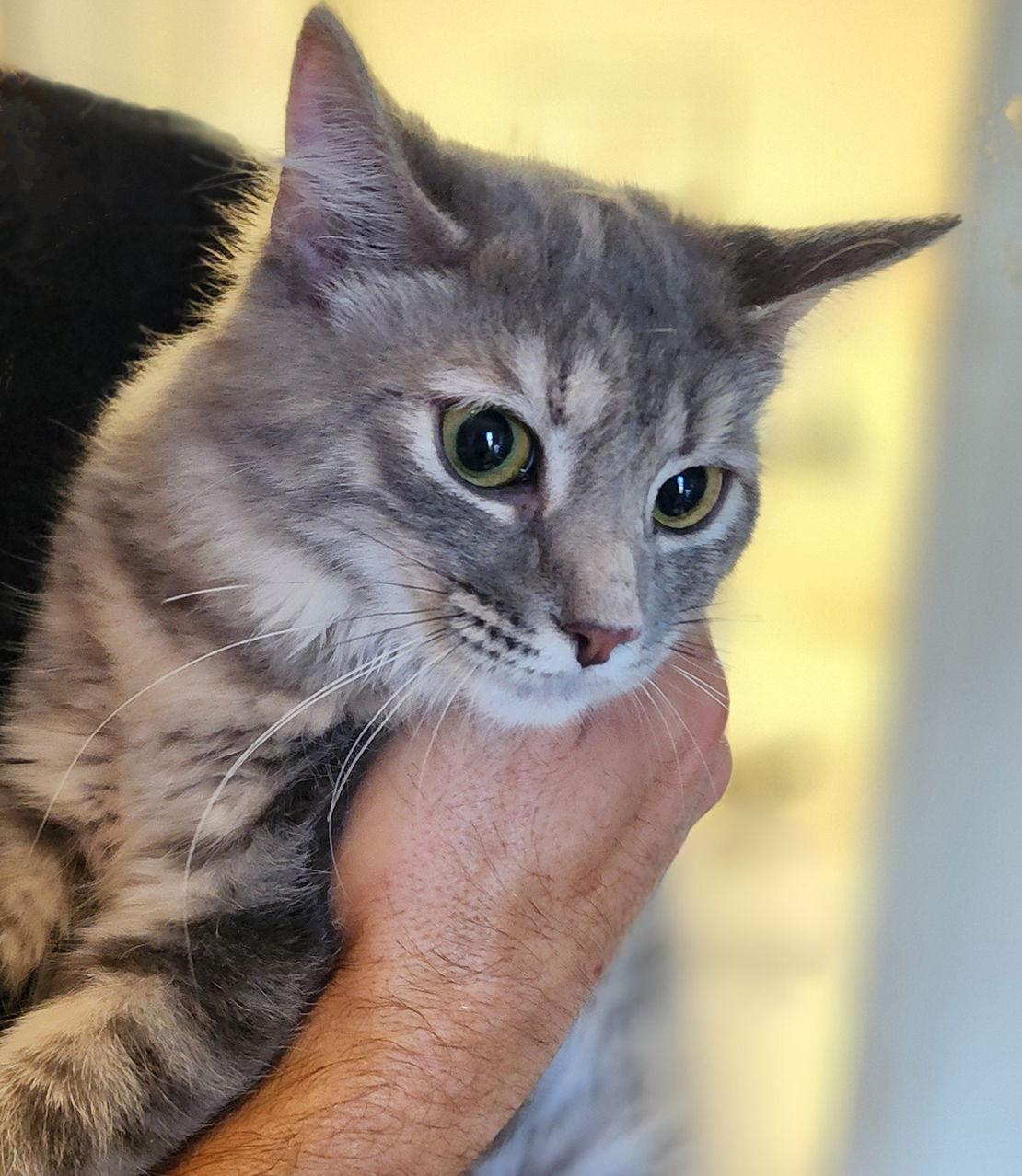 Corrie, Adoptable, Young Female Domestic Medium Hair.