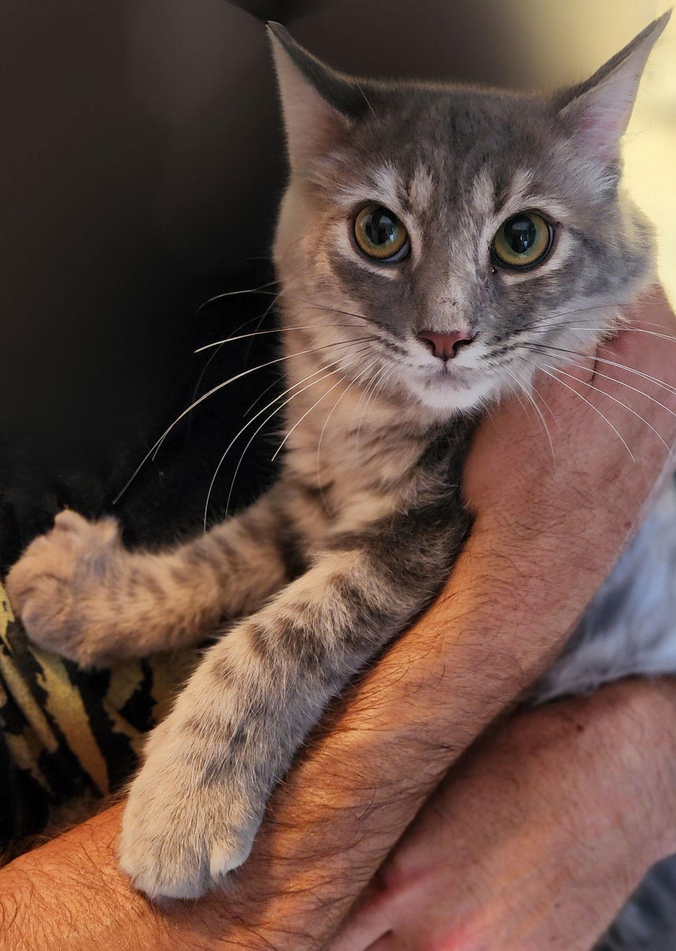 Corrie, a Adoptable Domestic Medium Hair in Berkeley Springs, WV image 2/2