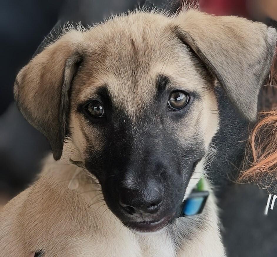 Zoe, Adopted, Puppy Female Shepherd.