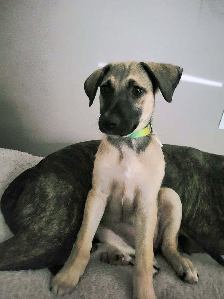 Enlarge Zoe, a Adopted mixed breed in Wendell, NC image 2/2