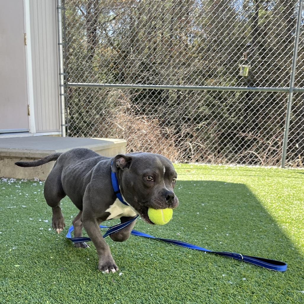 Enlarge Cooper, a Adoptable Pit Bull Terrier in Bedford, NH image 1/2