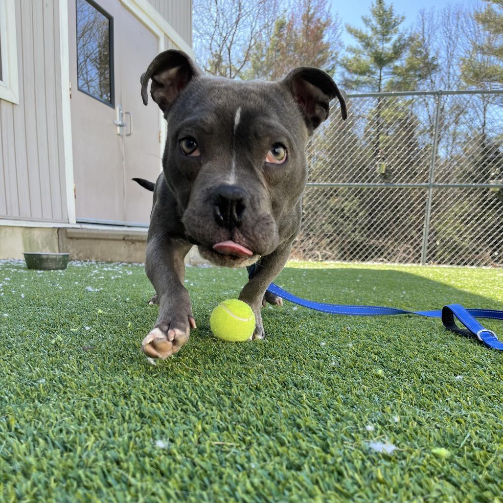Enlarge Cooper, a Adoptable Pit Bull Terrier in Bedford, NH image 2/2