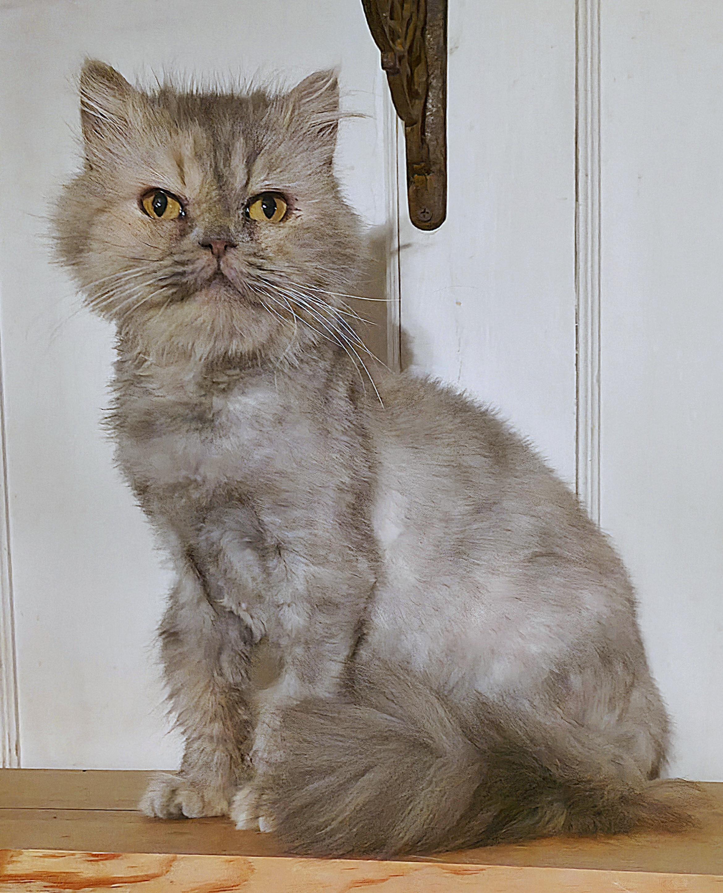 Enlarge Bertha, a ADOPTABLE Persian in Converse, TX image 3/4