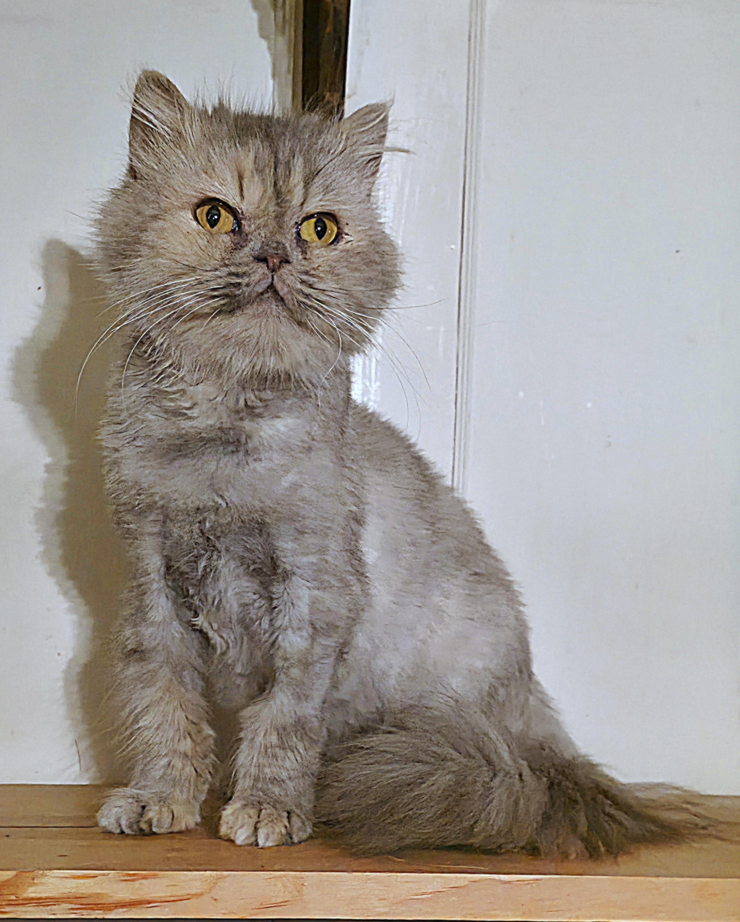 Enlarge Bertha, a ADOPTABLE Persian in Converse, TX image 2/4