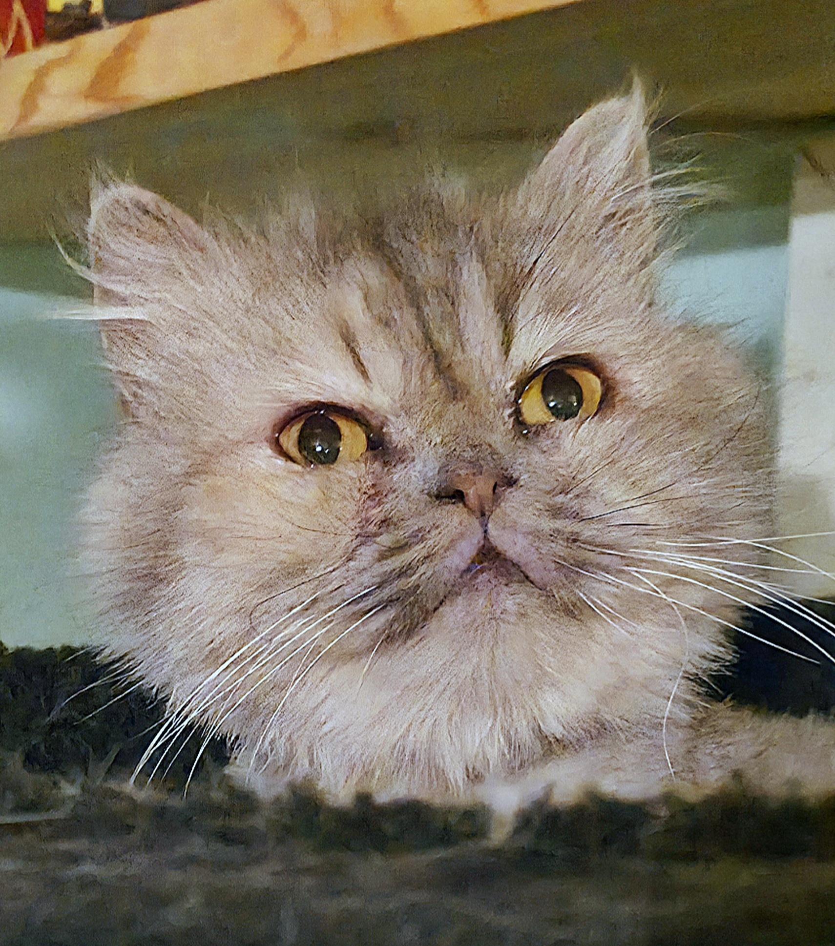 Enlarge Bertha, a ADOPTABLE Persian in Converse, TX image 1/4