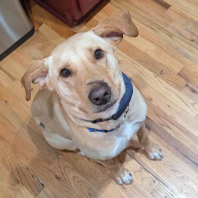 Jake, a Adoptable mixed breed in Wrightsville Beach, NC image 4/5