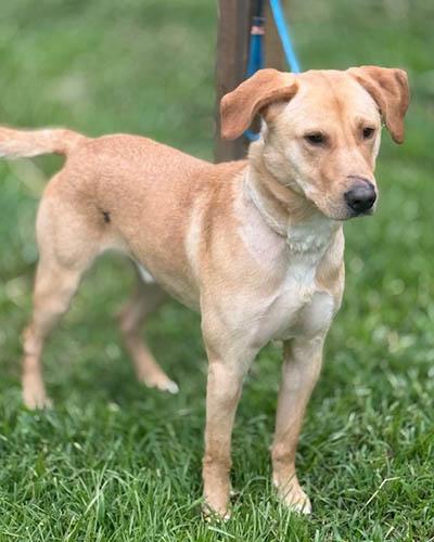 Jake, a Adoptable mixed breed in Wrightsville Beach, NC image 3/5