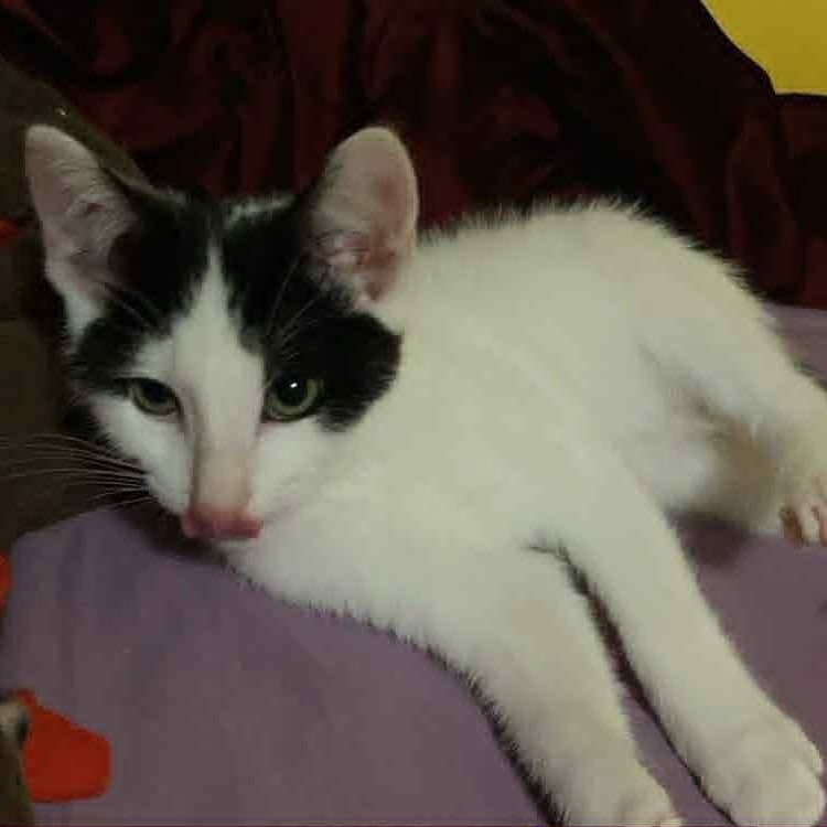 Crockpot, adopted, Kitten Male Domestic Short Hair.