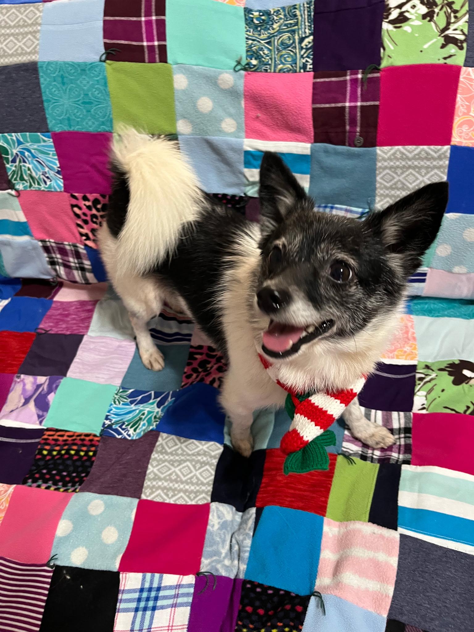Sadie, ADOPTABLE, Adult Female Pomeranian & Chihuahua.