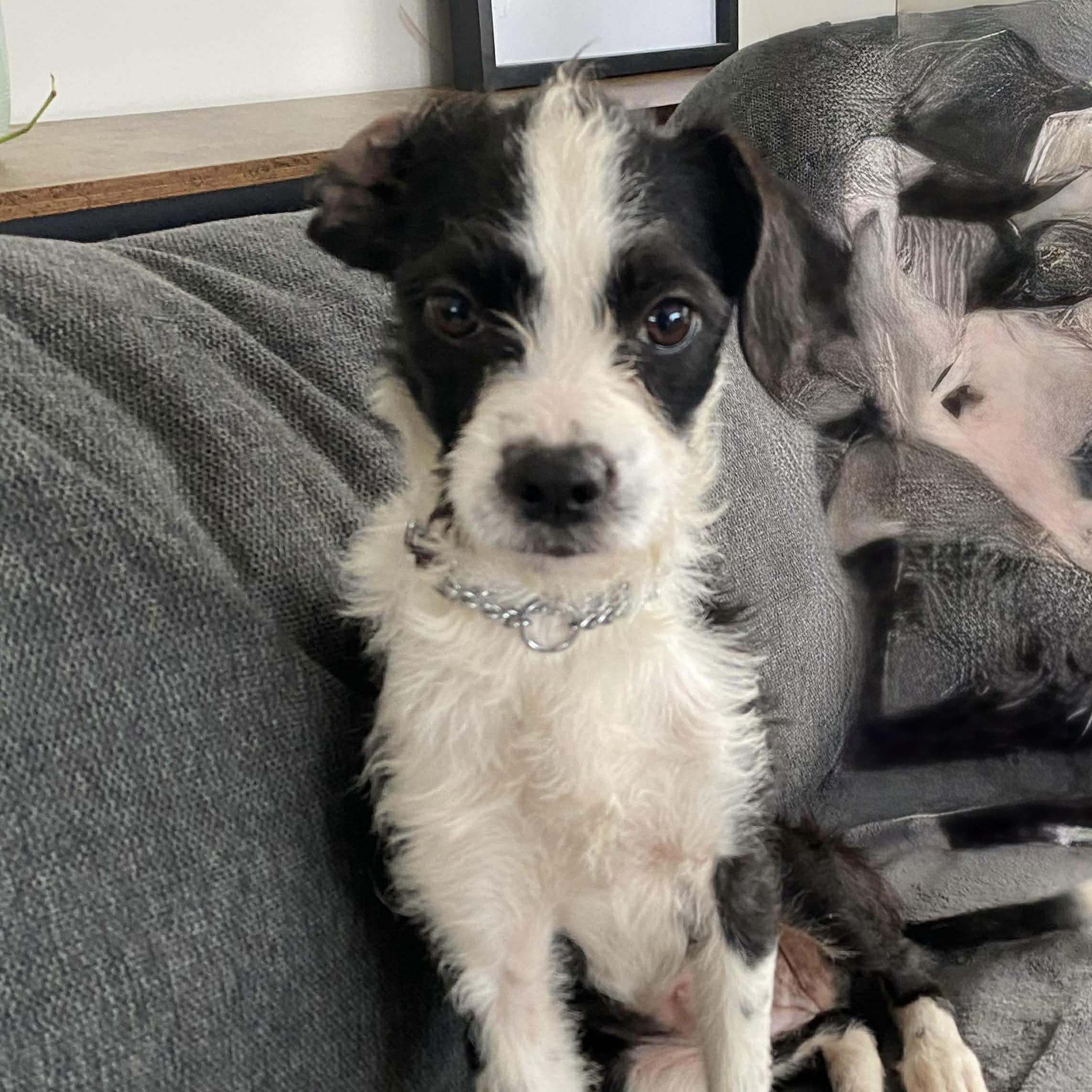 Rue, ADOPTABLE, Young Female Parson Russell Terrier.