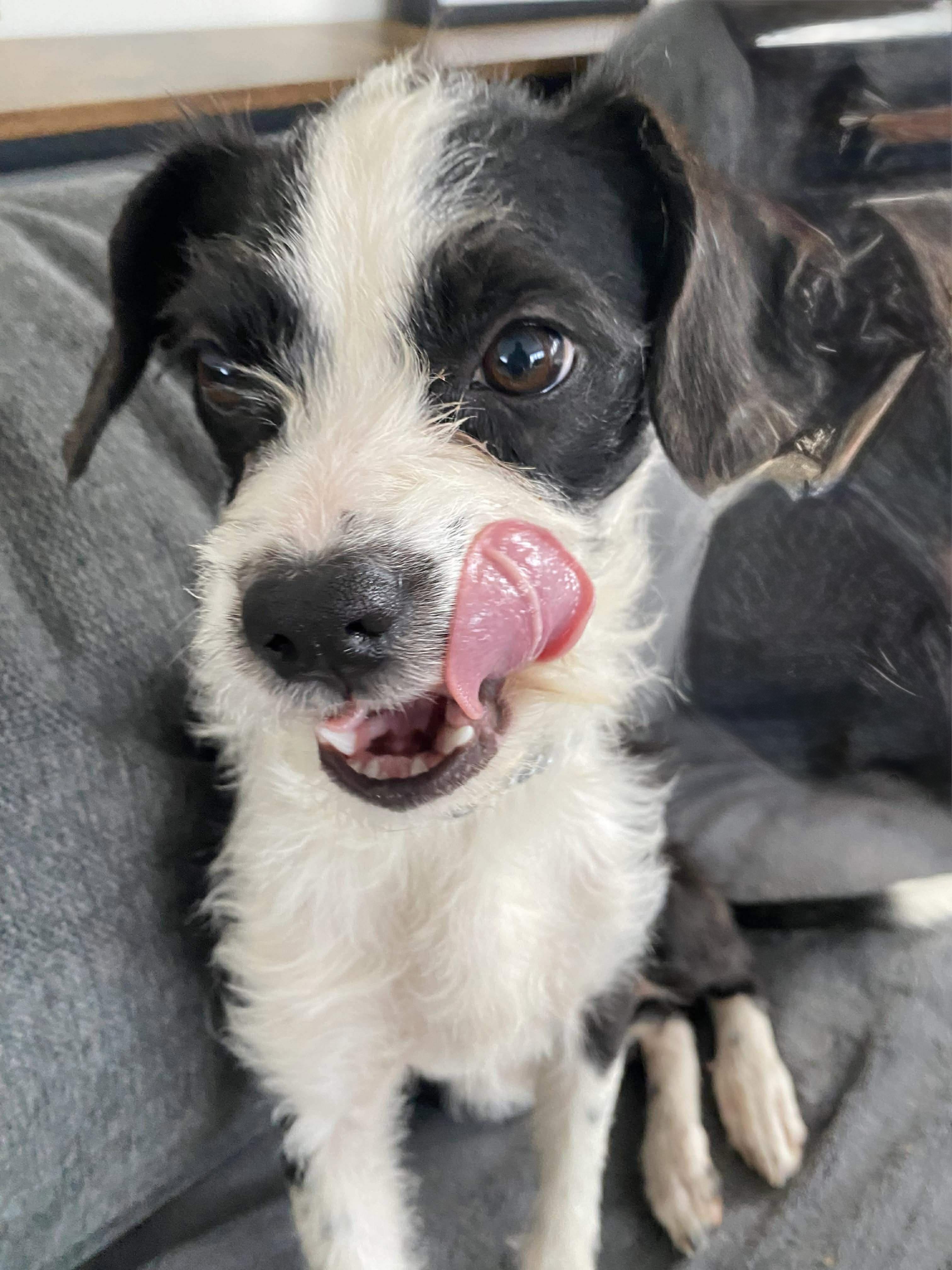 Enlarge Rue, a ADOPTABLE mixed breed in St Catharines, ON image 5/5