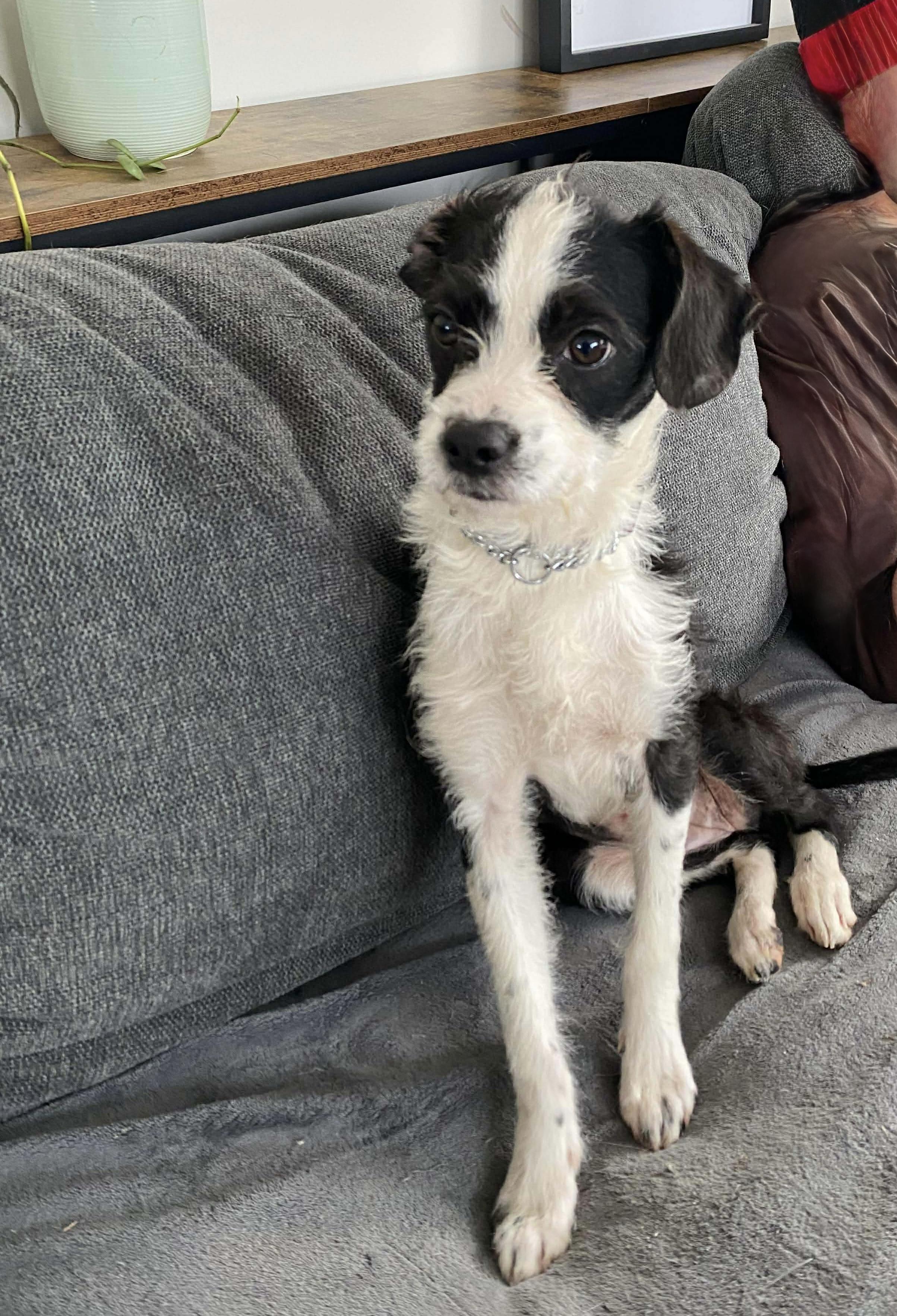 Enlarge Rue, a ADOPTABLE mixed breed in St Catharines, ON image 3/5