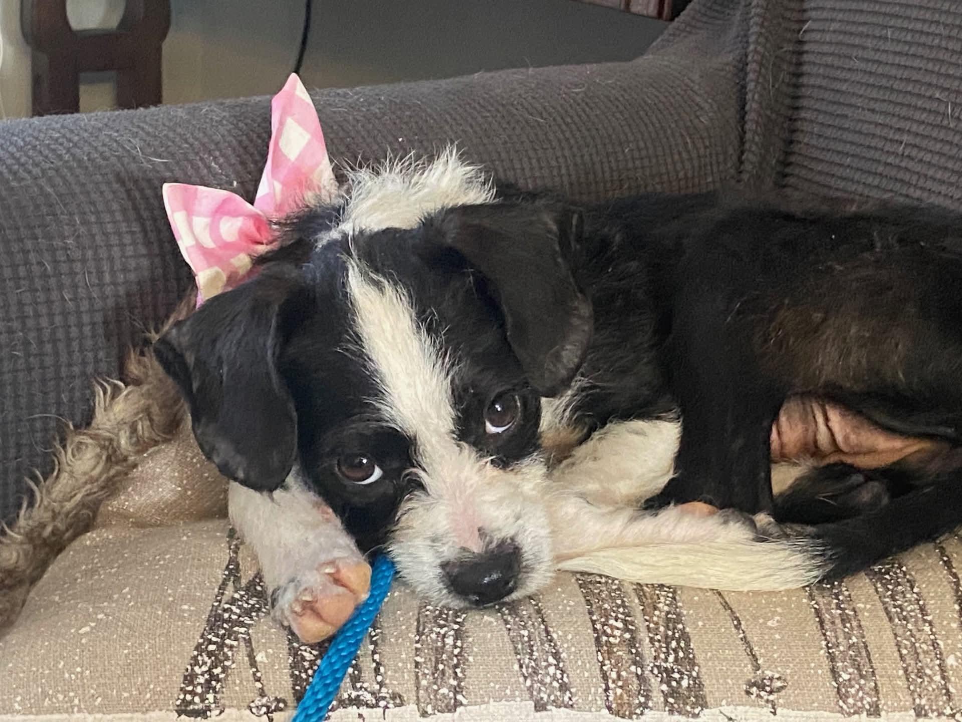 Enlarge Rue, a ADOPTABLE mixed breed in St Catharines, ON image 4/5