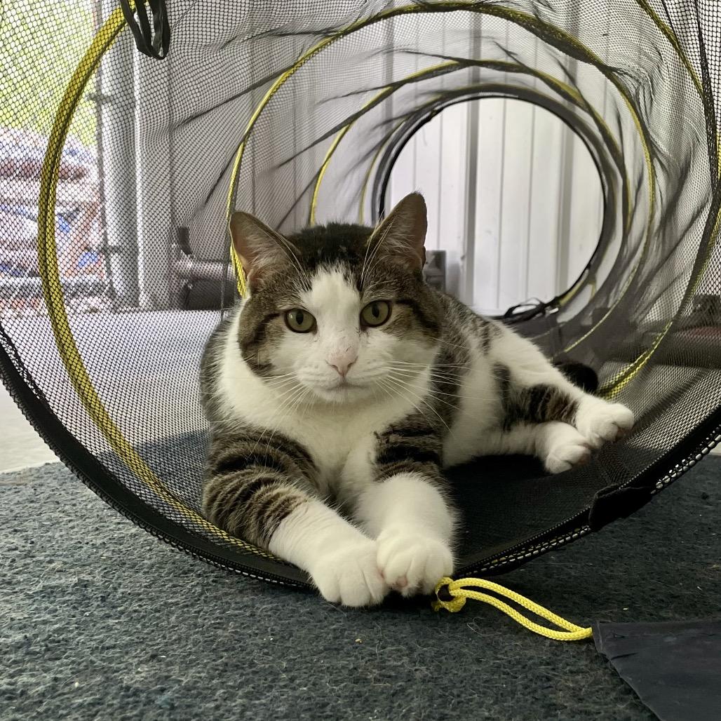 Reindeer, a Adoptable Domestic Short Hair in Fairmont, WV image 1/3