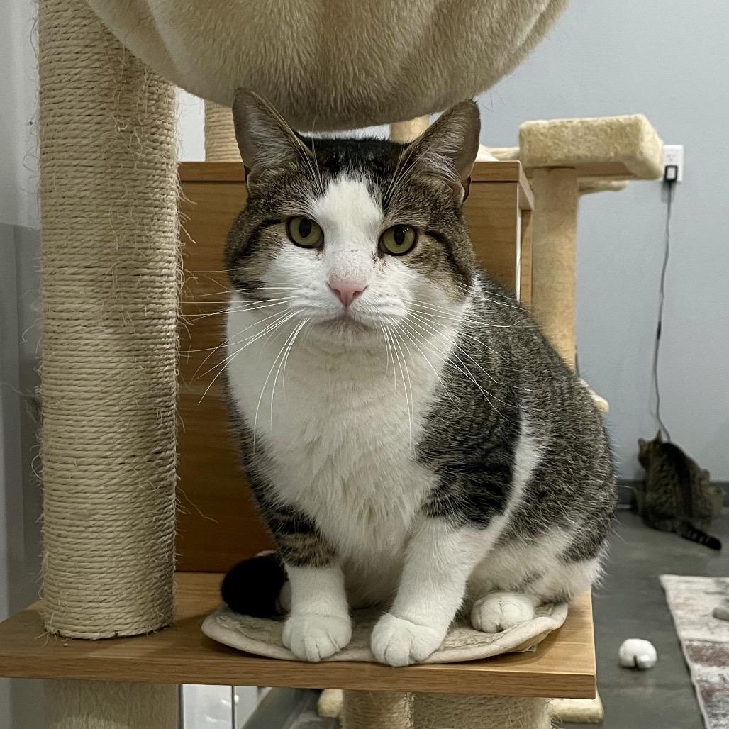 Reindeer, Adoptable, Adult Male Domestic Short Hair.