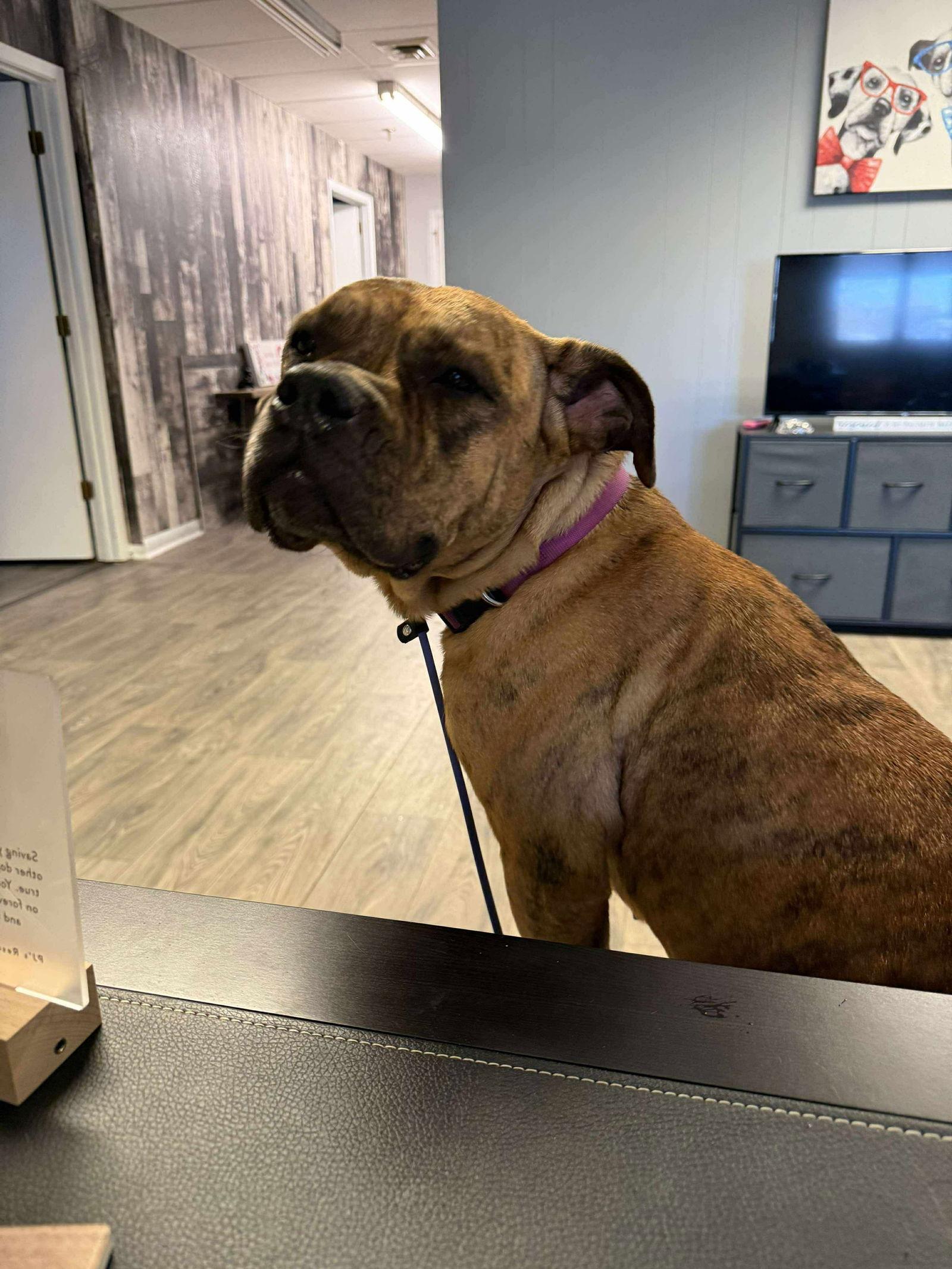 Raya, Adoptable, Young Female American Bulldog.