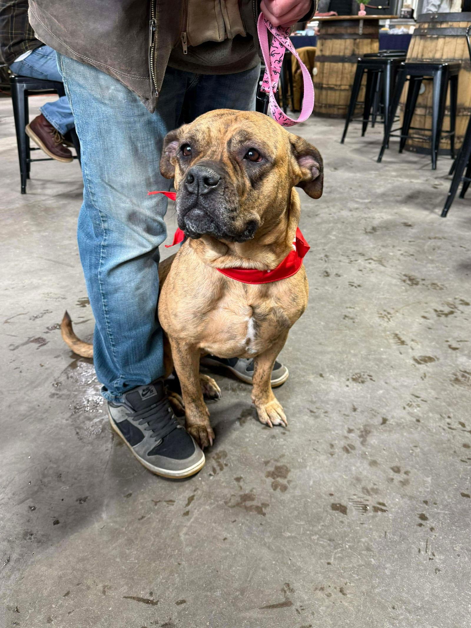 Raya, Adoptable, Young Female American Bulldog.