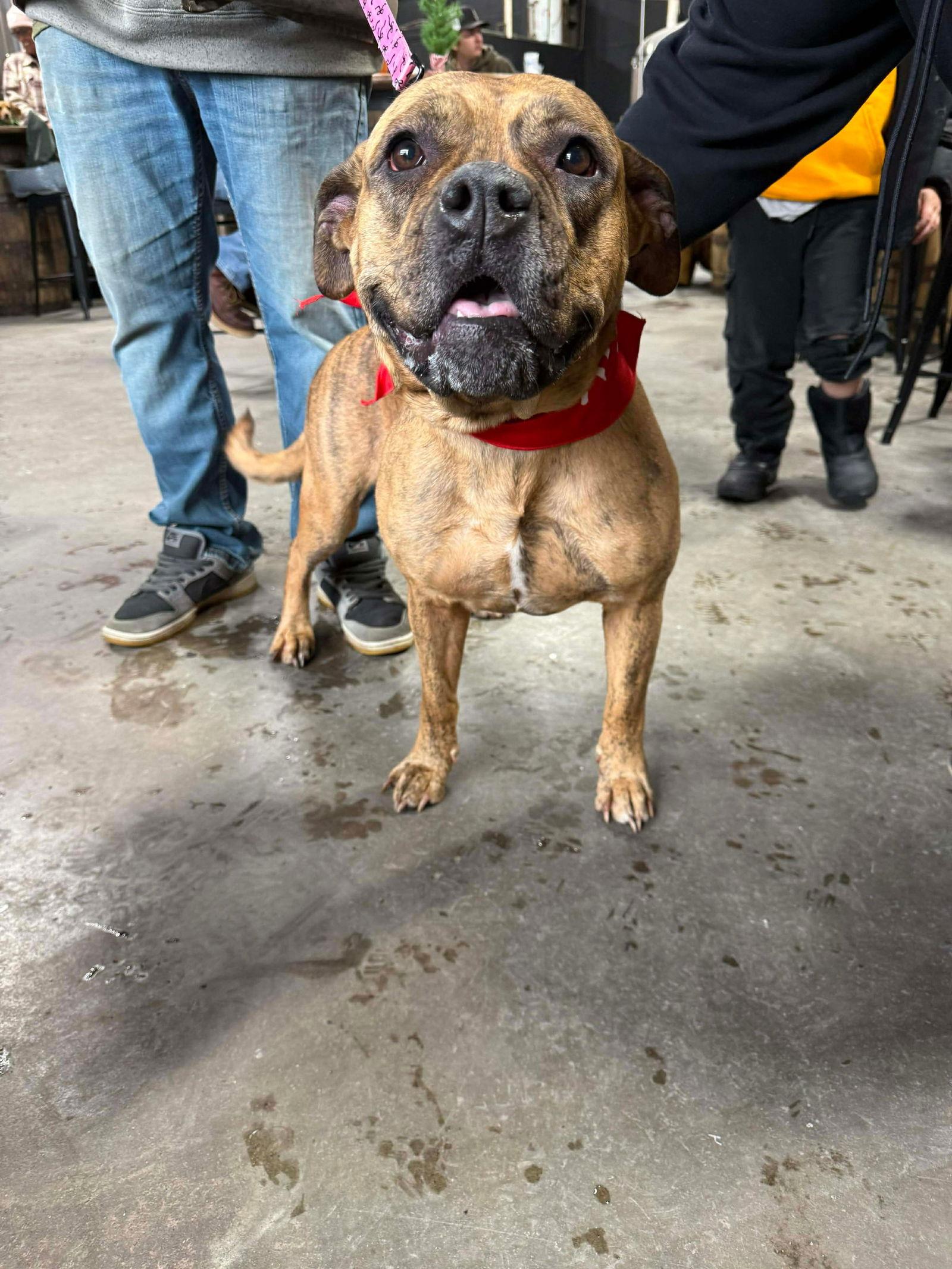 Raya, a Adoptable American Bulldog in Duluth, MN image 2/3