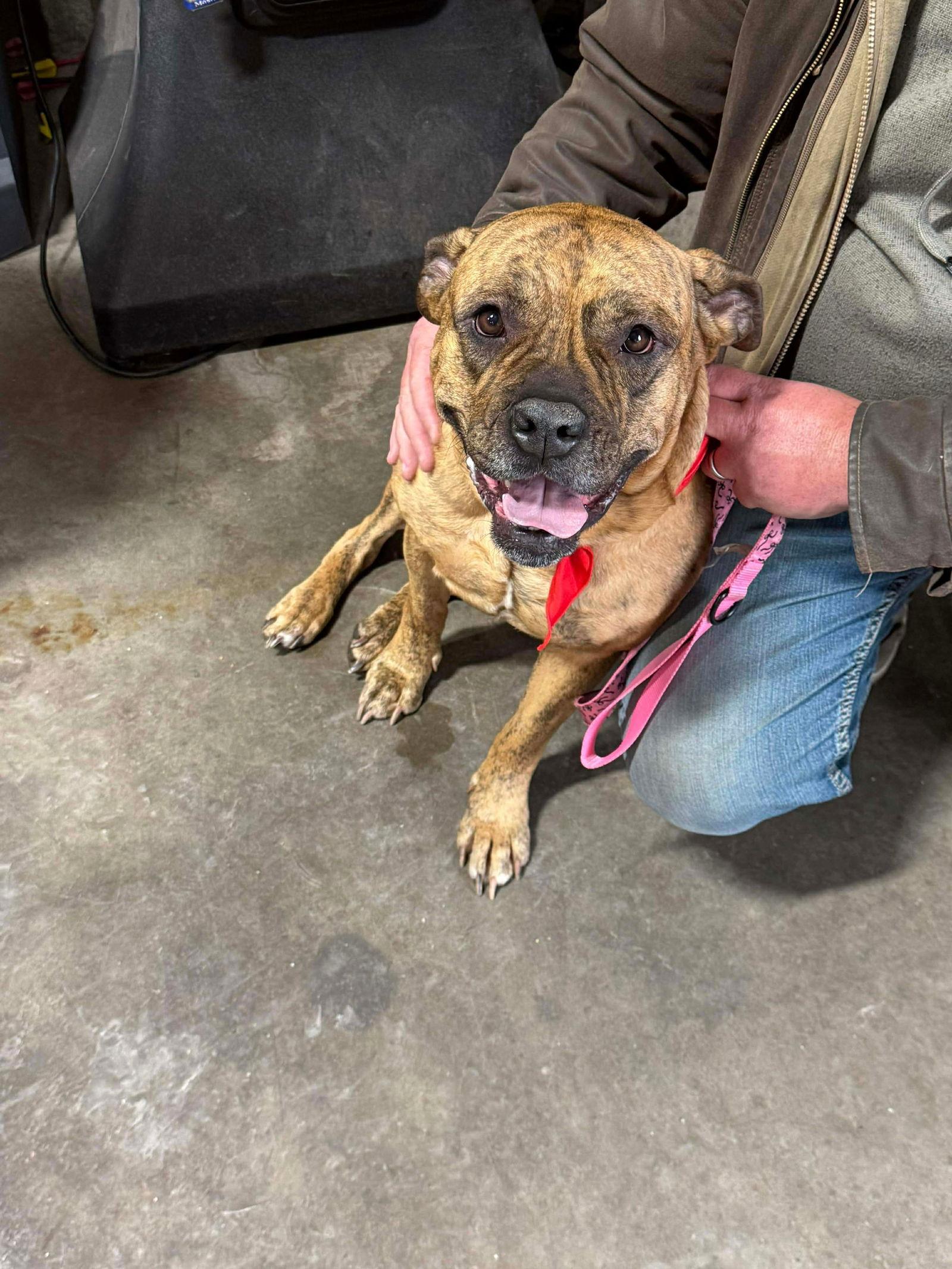 Raya, a Adoptable American Bulldog in Duluth, MN image 3/3